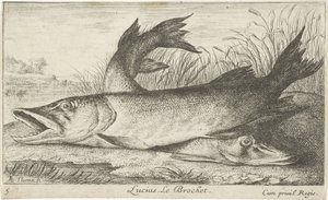 To gedder på en flodbred Lucius. Le Brochet. (titel på objekt) Fisk og andre havdyr - ferskvands første serie (serietitel) Diverse Especes de Poissons d