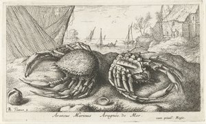 To edderkoppekrabber nær et fiskenet Araneus Marinus Aragnée de Mer (titel på objektet) Fisk og andre havdyr - saltvands anden serie (serietitel) Poissons de mer (serietitel) af Albert Flamen