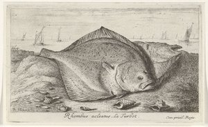 To pighvar på stranden Rhombus acleatus. Le Pighvar. (titel på objekt) Fisk og andre havdyr - saltvands tredje serie (serietitel) Poissons de mer (serietitel) af Albert Flamen