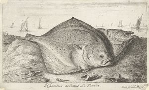 To pighvar på stranden Rhombus acleatus. Le Pighvar. (titel på objekt) Fisk og andre havdyr - saltvands tredje serie (serietitel) Poissons de mer (serietitel) af Albert Flamen