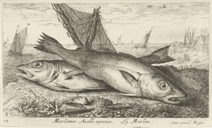 To hvillinger på stranden Merlanus. Aselli art, Lemerlan. (titel på objekt) Fisk og andre havdyr - saltvands første serie (serietitel) Diverse Especes de Poissons de mer (serietitel) af Albert Flamen
