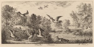 Vanellus, Vibe af Albert Flamen