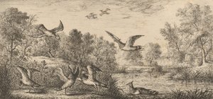 Vanellus, Vanneau Lapwingen: Livre d