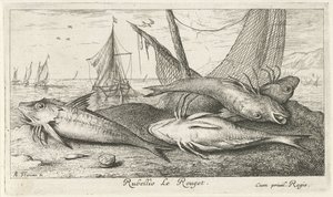 Fire røde multer på stranden Rubellio Le Rouget. (titel på objekt) Fisk og andre havdyr - saltvands anden serie (serietitel) Poissons de mer (serietitel) af Albert Flamen