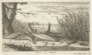 Kakerlakker på en flodbred vero. Le Veron. (titel på objekt) Fisk og andre havdyr - ferskvands anden serie (serietitel) Seconde partie de Poissons d