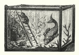 Fisk og frø i et akvarium (gravering) af Albert Robida