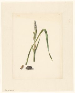 Studie af iris med larve, under en kokon og spundet larve
