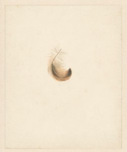 Studie af en fjer af Albertus Steenbergen
