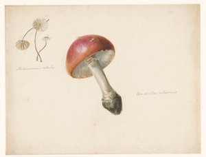 Studieark med svampe, Amanita Rubescens og Marasmius Rotula af Albertus Steenbergen