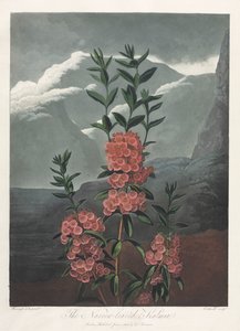 Floratemplet eller Naturens Have: Det smalbladede Kalmia af Albrecht Altdorfer