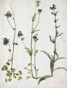 Akelejer, stedmoderblomster og oksetunge, første kvartal af 1500-tallet.. af Albrecht Dürer