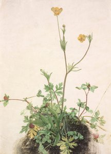Smørblomster, rødkløver og plantain, 1526. af Albrecht Dürer