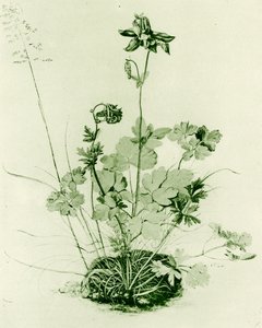 Akeleje af Albrecht Dürer