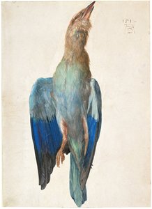 Dead Blue Roller, 1500 eller 1512 af Albrecht Dürer