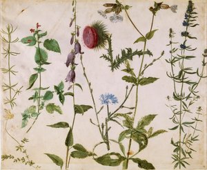 Otte studier af vilde blomster, ca 1515-1520. af Albrecht Dürer
