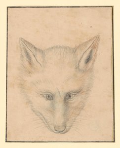 Rævehoved, set forfra af Albrecht Dürer