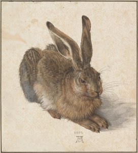 Hase, 1502 af Albrecht Dürer