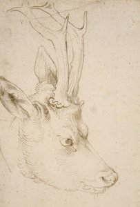 Hoved af en råbuk, 1503 af Albrecht Dürer