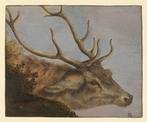Hjortehoved af Albrecht Dürer