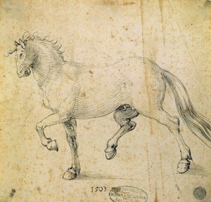 Hest, 1503 (pen og blæk på papir) af Albrecht Dürer