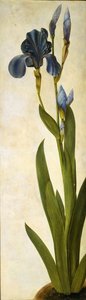 Trojansk iris, ca 1505-1508. af Albrecht Dürer