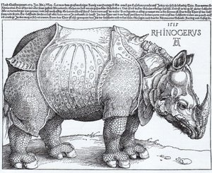 Latin:  Rhinocerus Næsehornet af Albrecht Dürer