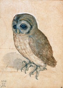 Lille ugle, 1508. af Albrecht Dürer