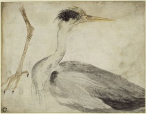  af Albrecht Dürer