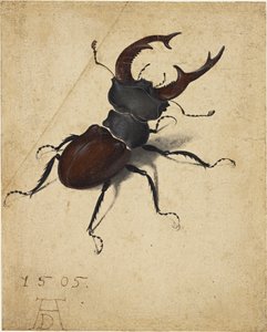Hjortebille af Albrecht Dürer