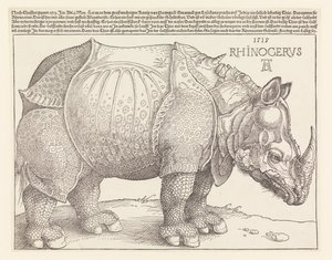 Næsehornet af Albrecht Dürer