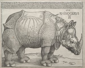 Næsehornet af Albrecht Dürer
