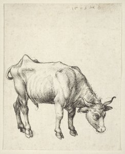 Ung Tyr af Albrecht Dürer
