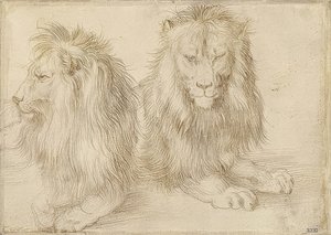 To liggende løver. 1521 af Albrecht Dürer