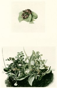 violer af Albrecht Dürer