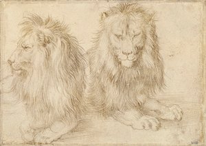 To siddende løver - Tegning af Albrecht Durer (1471-1528) af Albrecht Dürer