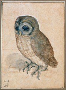 Kaeuzchen - Den lille ugle af Albrecht Dürer or Duerer