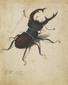 Hjortebille af Albrecht Dürer