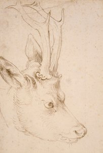 Tete de chevreuil han - Dessin de Albrecht Durer (1471-1528), vers 1503 - Head of a Roebuck - Pen og pensel, gråt og brunt blæk på papir af Albrecht Durer (1471-1528), ca1503 - 22,8x15,3 cm - Nelson-Atkins Museum of Art, Kansas City, Missouri af Albrecht Dürer