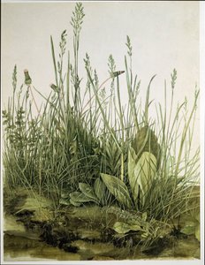 Det store stykke græs af Albrecht Dürer or Duerer