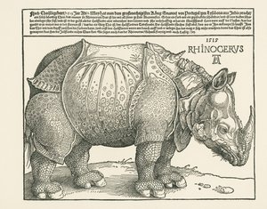 Næsehornet af Albrecht Dürer or Duerer