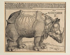Næsehornet af Albrecht Dürer or Duerer