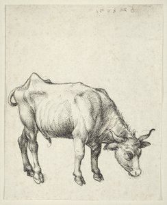 Ung Tyr, ca. 1493 af Albrecht Dürer