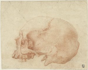 Studie af et kranie af Alessandro Allori