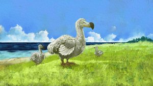 Repræsentation af den uddøde dodofugl (illustration) af Alessandro Lonati