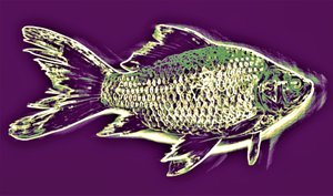 Fisk, 2019, (fotografi) af Alex Caminker