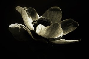 Uden titel, 2019, (fotografi) af Alex Caminker
