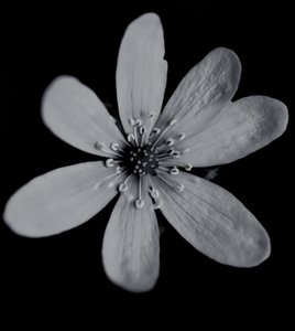 Uden titel, 2019, (fotografi) af Alex Caminker