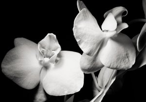 ambition, 2019, (fotografi) af Alex Caminker