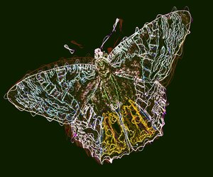 sommerfugl 6,2020,(blandet medier) af Alex Caminker