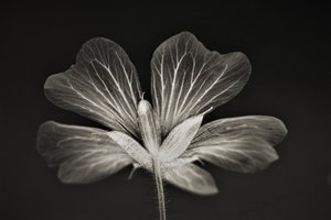 klarhed, 2019, (fotografi) af Alex Caminker